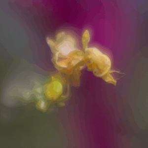 Globba Wintii con Lensbaby Velvet 56