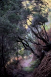 Sendero de Anaga con Lensbaby Velvet